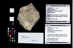 Foto (Objekt + Etikett) von Pithonoton sp.  (NHMW-GEO-1990-0041-3171)